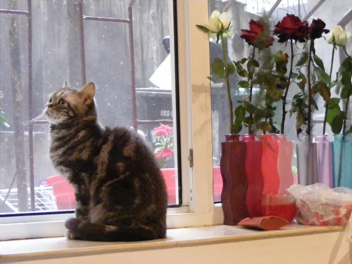 Margaret Thatcher At The Window...