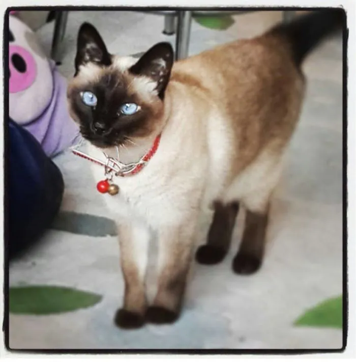 My Friend's Cat Tivali