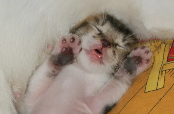 Sleepy Cutie