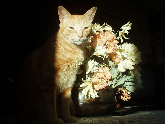 Mi Gato Fizzer