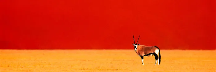 Gemsbok In The Namib