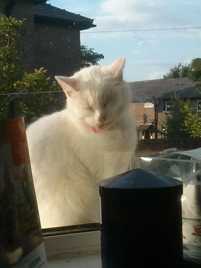 Mouse.... Fell Asleep Up Against The Window :)