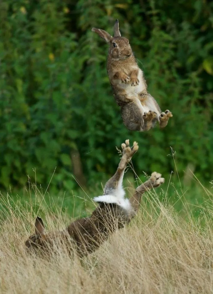 A Flying Rabbit