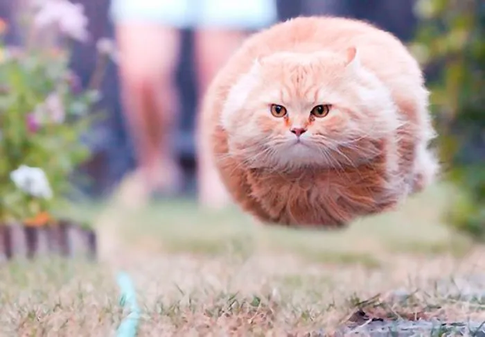 A Flying Cat