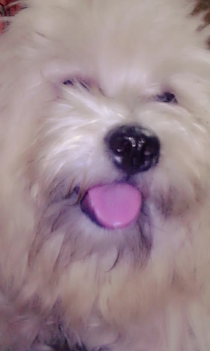 Hachiko Bleh!