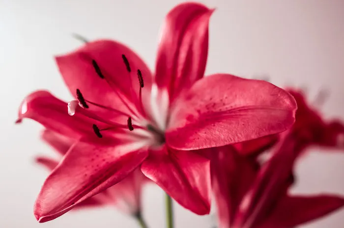 Lilium