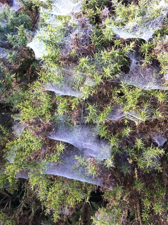 Morning Works Of Spiders.