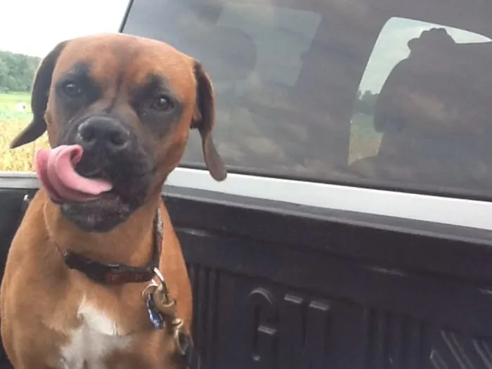 Murphy In The Pick-up