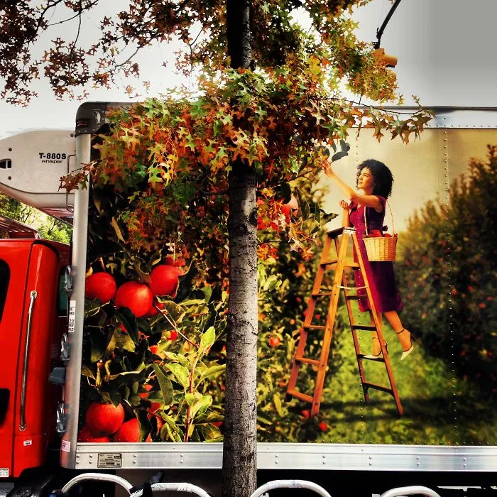 Girl Picking Apples From Tree?