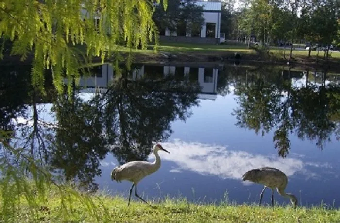 Sandhill Cranes At Pasco-hernando State College