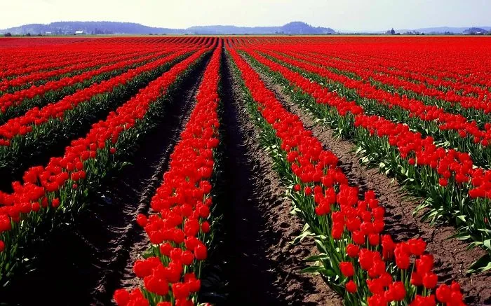 Red Fields