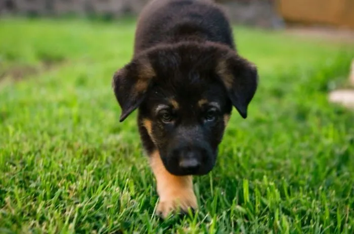 German Sheperd / Lab