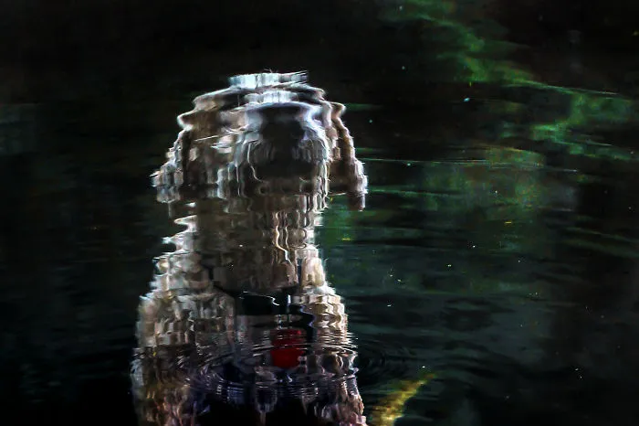 Water Dog