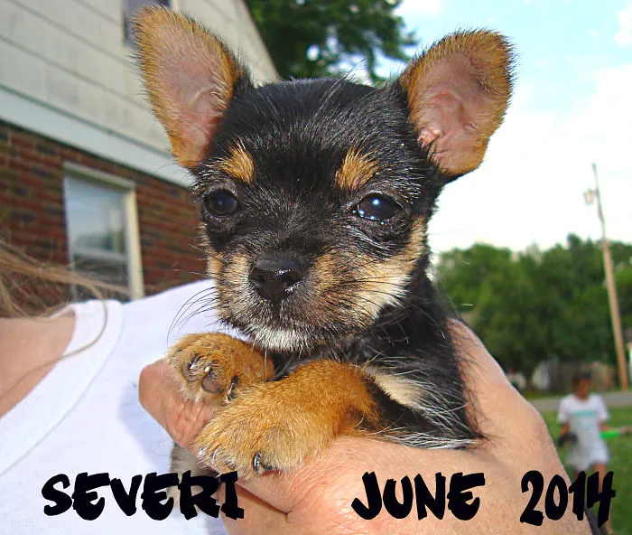 Severi