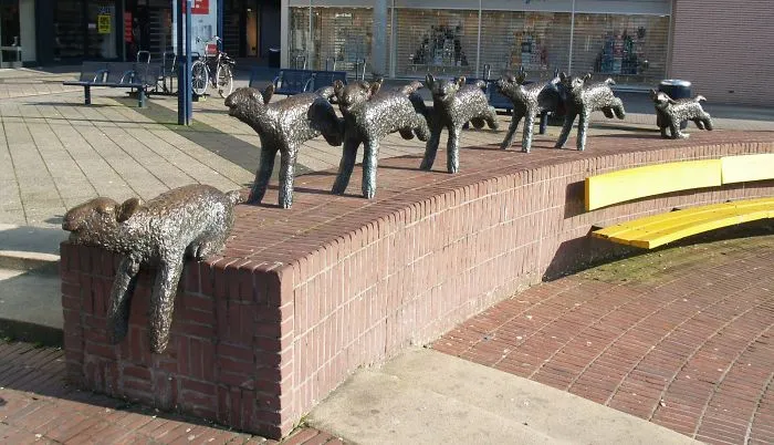 Lambs
