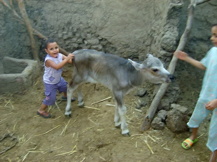 Little Muhammad - Egypt