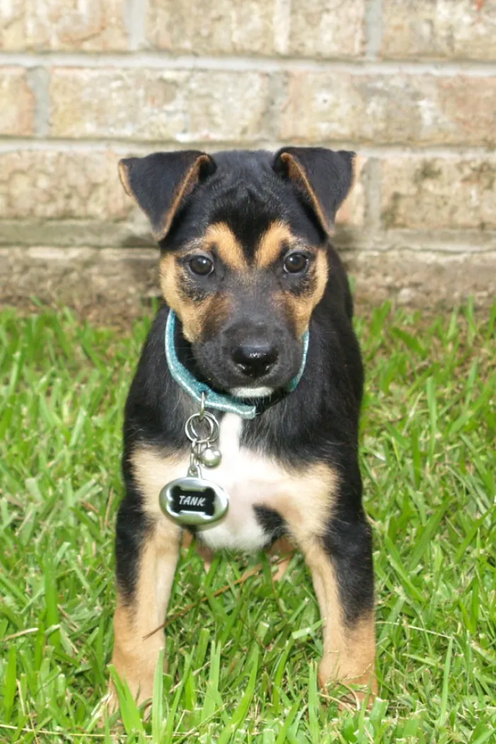 Belgian Malinois, German Shepherd And Pittbull Mix