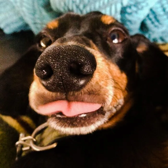Coopster Double Doopster