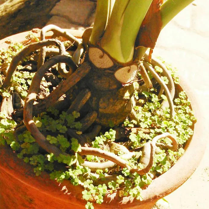 The Devil Plant