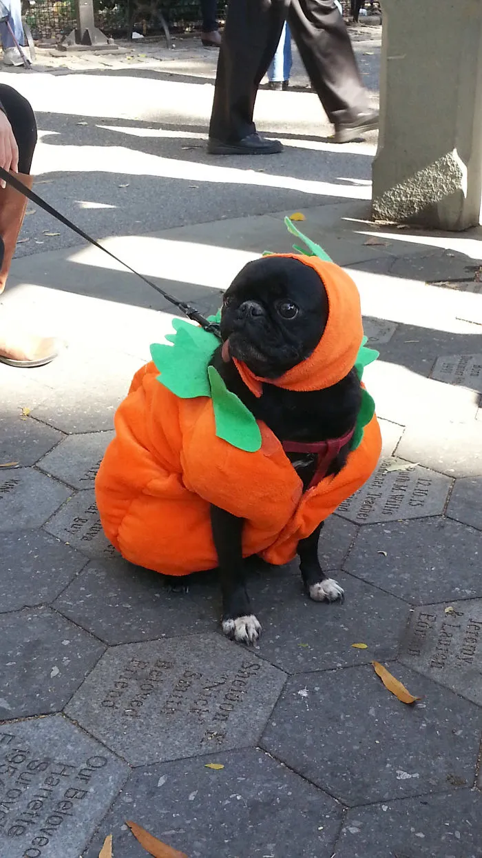 Little Pumpkin