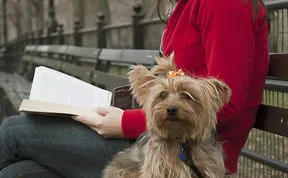 Pets In A City