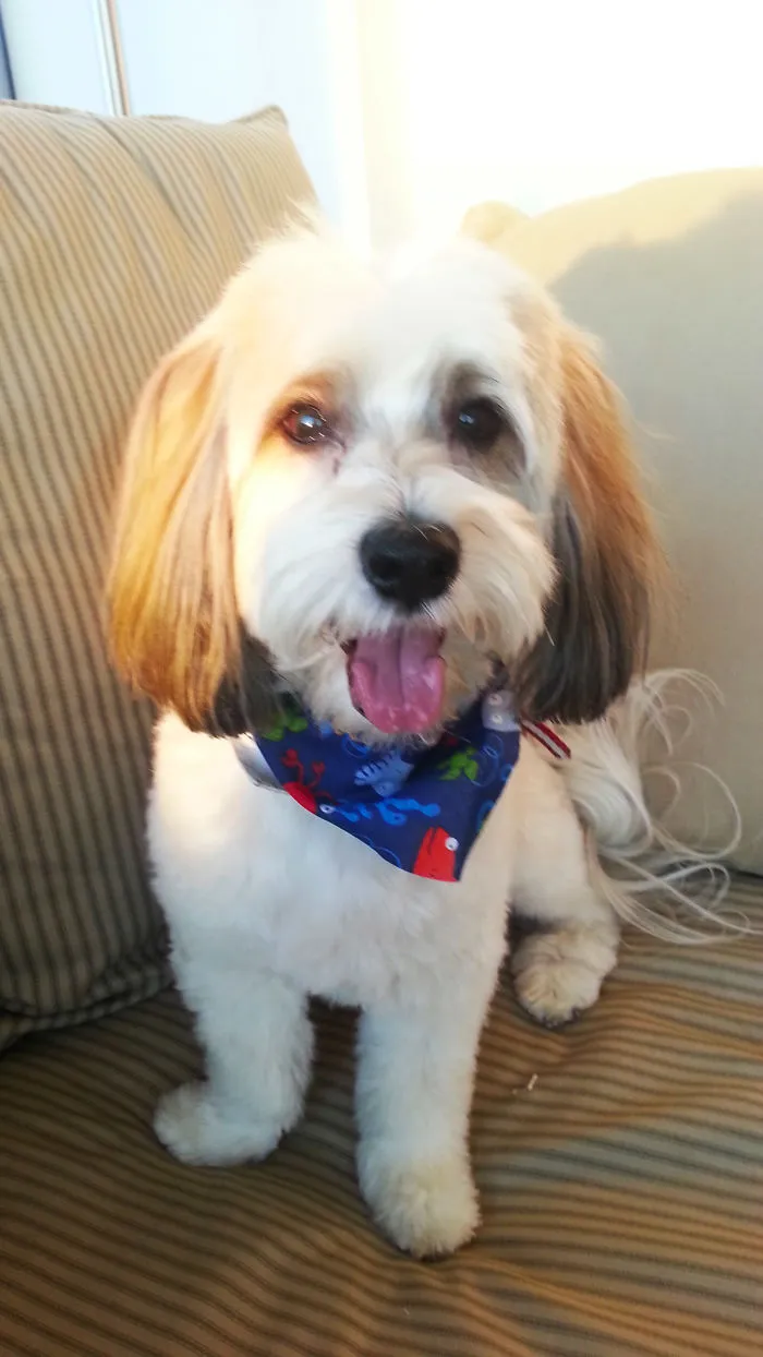 Lucy Dog