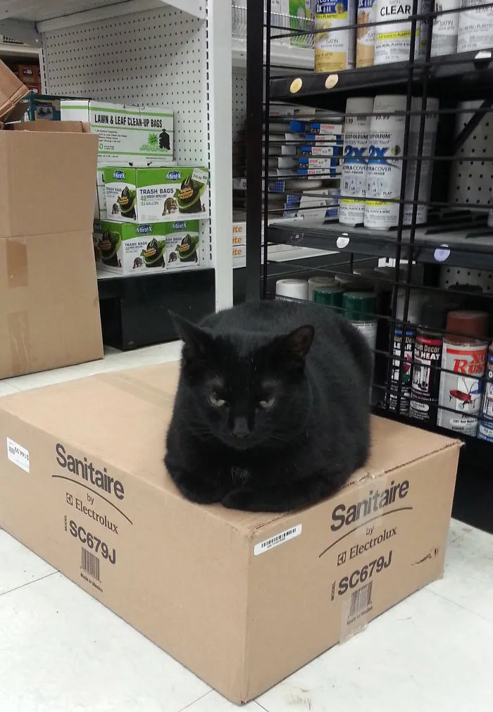 Serious Cat