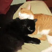 catnip42007