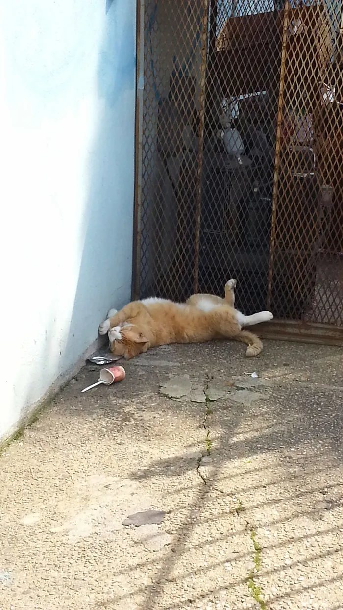 Too Much Ice Cream