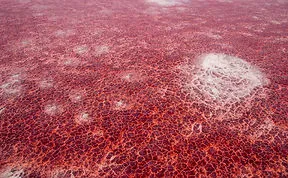 Amazing Blood-red Lake In Tanzania
