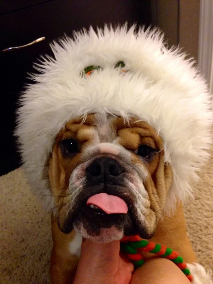 Archie Can't Hold His Licker...and He's Not Too Amused By The Hat!