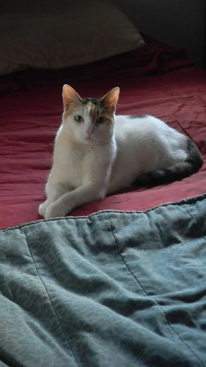 Sassy The Calico Waiting On Her Human To Come Home.