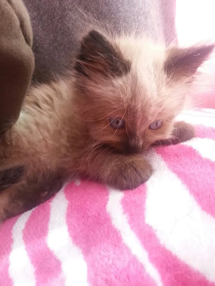 Fluffles The Feroucious