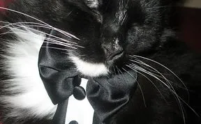 Share Classy Black And White Pictures Of Cats