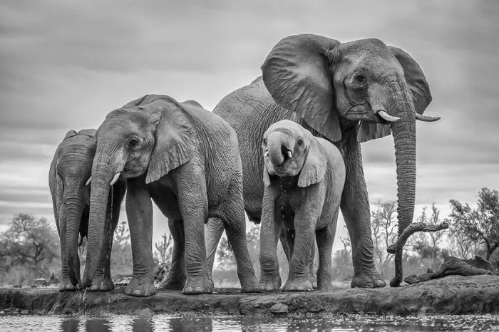 A Glimpse Of Africa