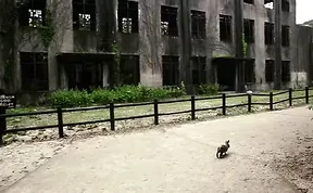 My Friend And I Documented An Island Full Of Bunnies And Poison Gas Factory Relics