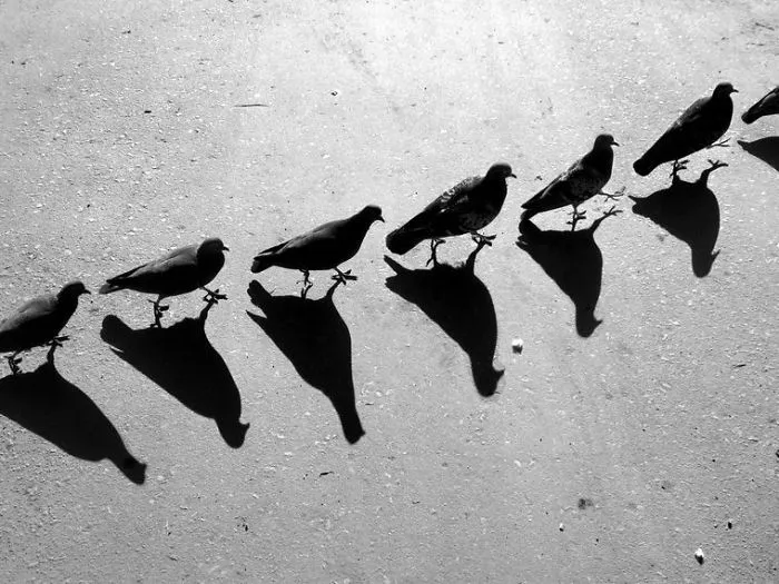 Pigeons