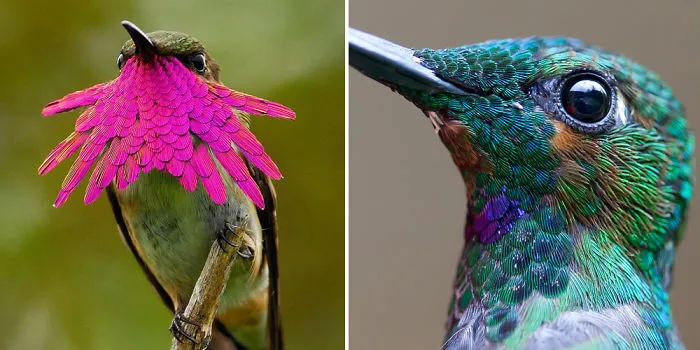 Post Hummingbird Pictures That Reveal Their Incredible Beauty