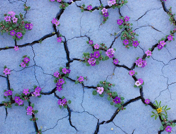 Share Plants That Just Won’t Give Up