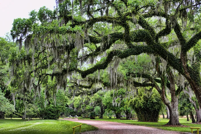 Moss Trees Of Avery Island  Lousiana