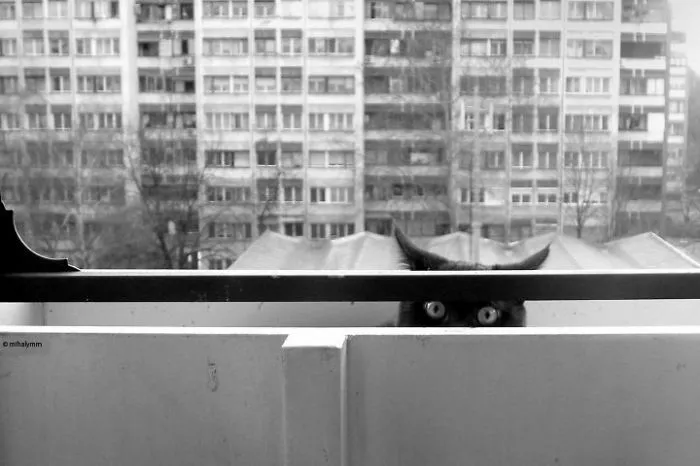 Window Cat