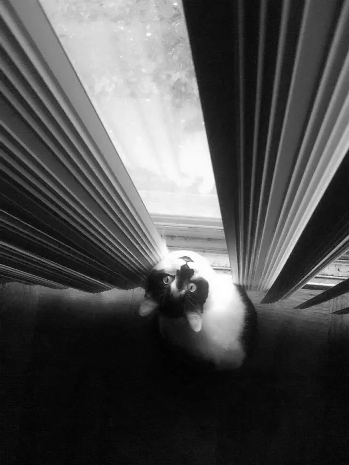 My Cat Mosh