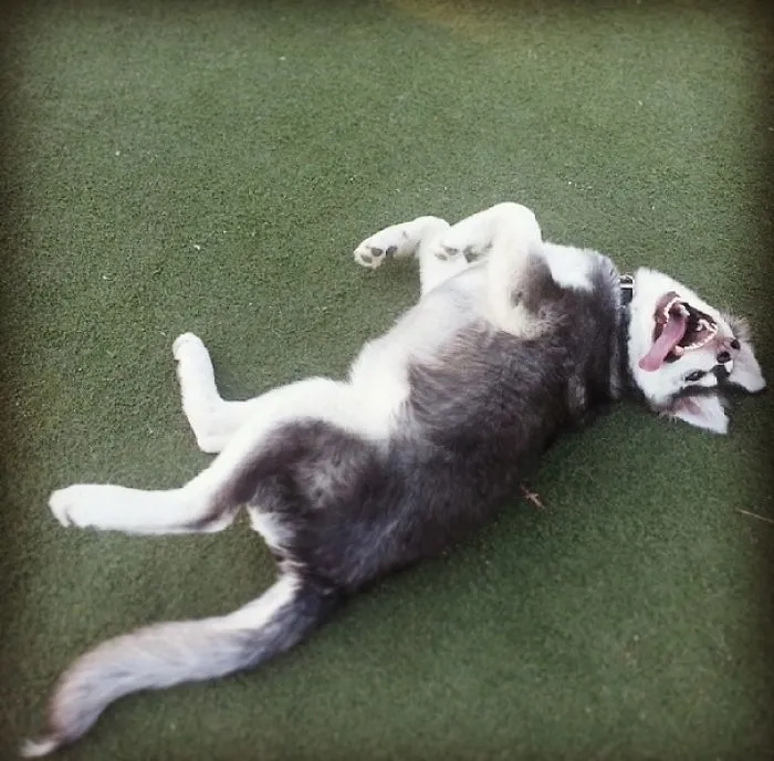 Echo - Malamute Puppy That's Happy At The Dog Park
