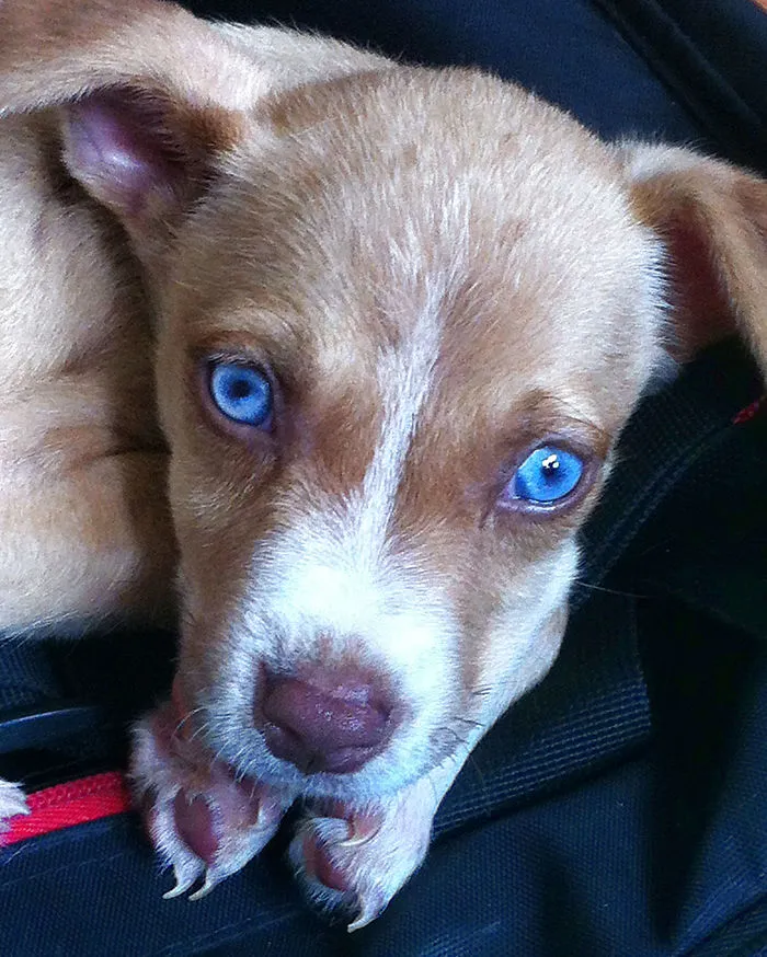 Pitbulls - Husky Mixed