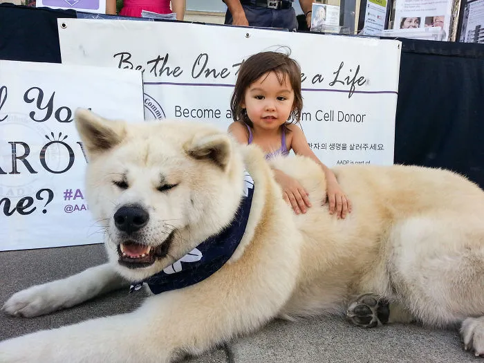Kkomi, The 115 Lbs. Japanese Akita, With His Cousin, Nishi.