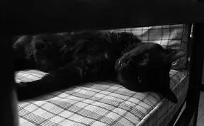 Share Classy Black And White Pictures Of Cats