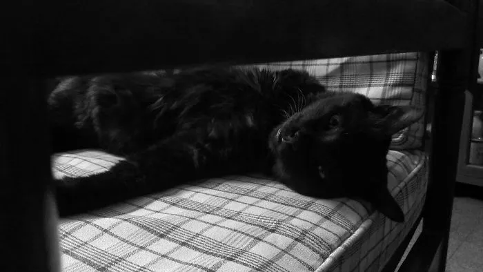 Paint Me Like One Of Your French Girls.