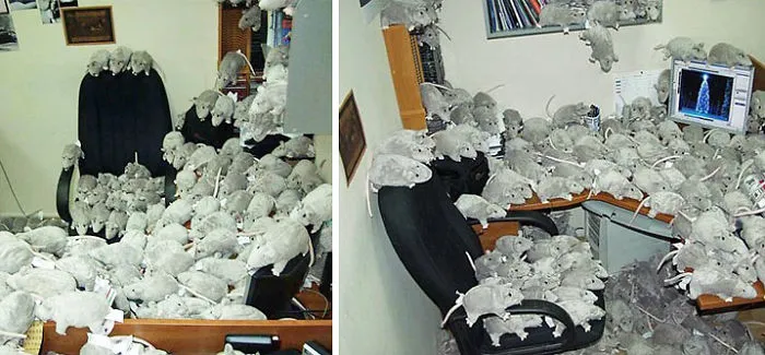 Stuffed Rat Prank
