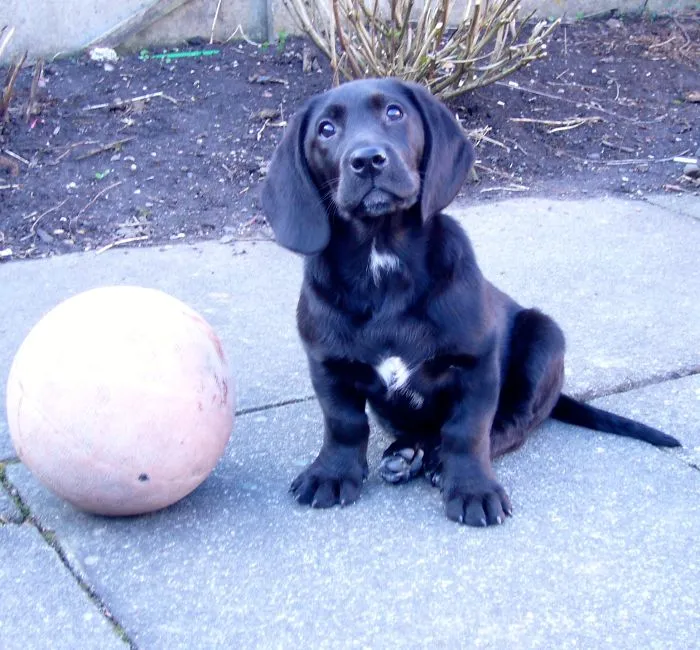 Bassett Hound + Labrador - Bassador