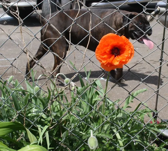 One Variety Of The Poppies We Sell And Saint The Silly.